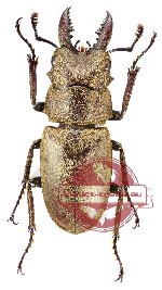 Prosopocoilus sericeus sericeus