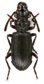 Pseudozaena sp. 3