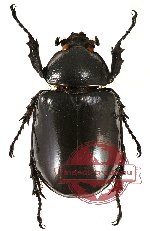 Endebius mirabilis