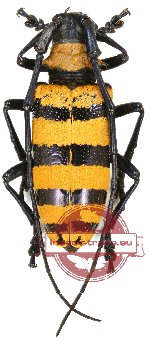 Nemophas grayi
