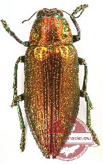 Chrysodema (Pseudochrysodema) fulgida