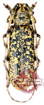 Mecynippus ciliatus (Gahan, 1888)