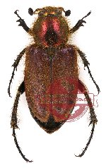 Amphicoma sp. 1 (pair - m A2 f A)