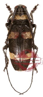 Cereopsius luhuanus
