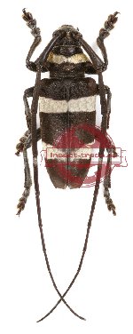 Cereopsius luhuanus (A2)