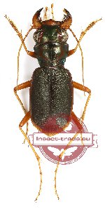 Australicapitona scapularis (5 pairs)