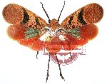 Scamandra rosea varicolor (A-)