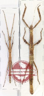 Scientific lot no. 40 Phasmatodea (2 pcs A2)