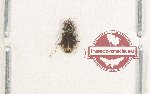 Carabidae sp. 58 (5 pcs)