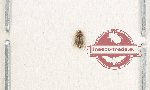 Dytiscidae sp. 3 (10 pcs)