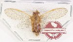 Cicadidae sp. 75A (A-)