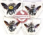 Scientific lot no. 469 Hymenoptera (4 pcs)