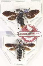 Scientific lot no. 467 Hymenoptera (Scoliidae) (2 pcs)