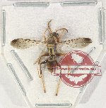 Hymenoptera sp. 134 (spread)