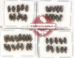 Elmidae Scientific lot no. 59 (41 pcs)