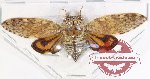 Platypleura sp. 11 (A2)