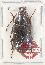 Anoploderma breveri (VESPERIDAE)