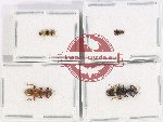 Scientific lot no. 10PP Cleridae (4 pcs)