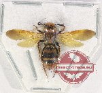 Scoliidae sp. 69