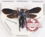 Scoliidae sp. 71 (A2)