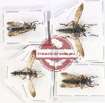 Scientific lot no. 96 Diptera (4 pcs A-, A2)