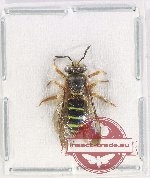 Hymenoptera sp. 132 (10 pcs)