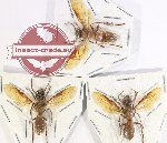 Scientific lot no. 470 Hymenoptera (3 pcs)