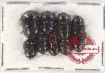 Scientific lot no. 102 Blattodea (8 pcs)