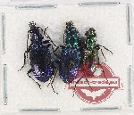 Scientific lot no. 729 Carabidae (3 pcs A2)