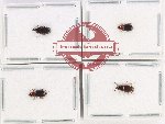 Scientific lot no. 728 Carabidae (4 pcs)