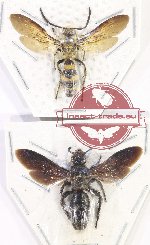 Scientific lot no. 468 Hymenoptera (2 pcs)