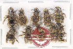 Scientific lot no. 466 Hymenoptera (10 pcs)