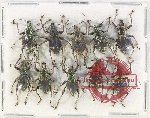 Scientific lot no. 800 Curculionidae (10 pcs)