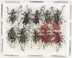 Scientific lot no. 801 Curculionidae (10 pcs)