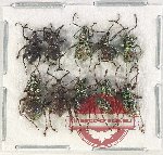 Scientific lot no. 797 Curculionidae (10 pcs)