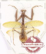 Mantidae sp. 39