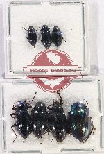 Scientific lot no. 455 Tenebrionidae (7 pcs)