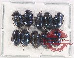 Scientific lot no. 453 Tenebrionidae (10 pcs)