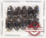 Scientific lot no. 447 Tenebrionidae (10 pcs)