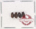 Scientific lot no. 446 Tenebrionidae (3 pcs)