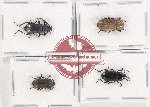 Scientific lot no. 452 Tenebrionidae (4 pcs)