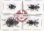 Scientific lot no. 451 Tenebrionidae (4 pcs)