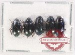 Scientific lot no. 454 Tenebrionidae (5 pcs)