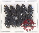 Scientific lot no. 448 Tenebrionidae (10 pcs)