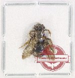 Hymenoptera sp. 133 (10 pcs)