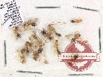 Scientific lot no. 11 Mutilidae (12 pcs)