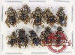 Scientific lot no. 465 Hymenoptera (10 pcs)