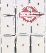 Heteroceridae Scientific lot no. 12 (9 pcs)