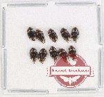 Scientific lot no. 139 Dytiscidae (10 pcs)