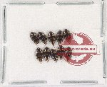 Scientific lot no. 140 Dytiscidae (10 pcs)